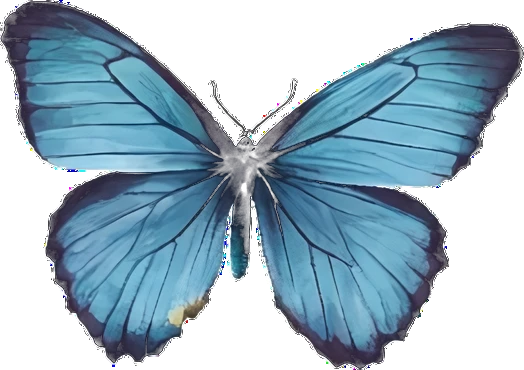 Blue morpho butterfly